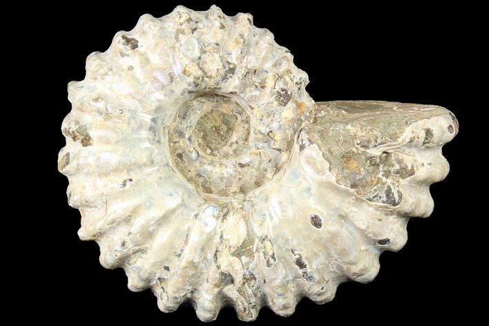 Bumpy Douvilleiceras Ammonite - Madagascar #79135